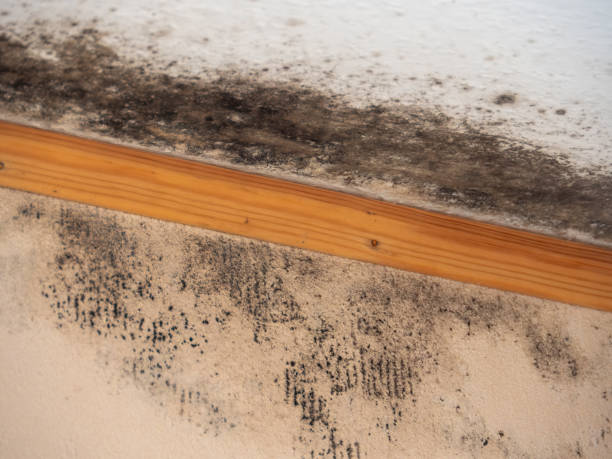 Best Real Estate Mold Inspection  in Glendora, CA