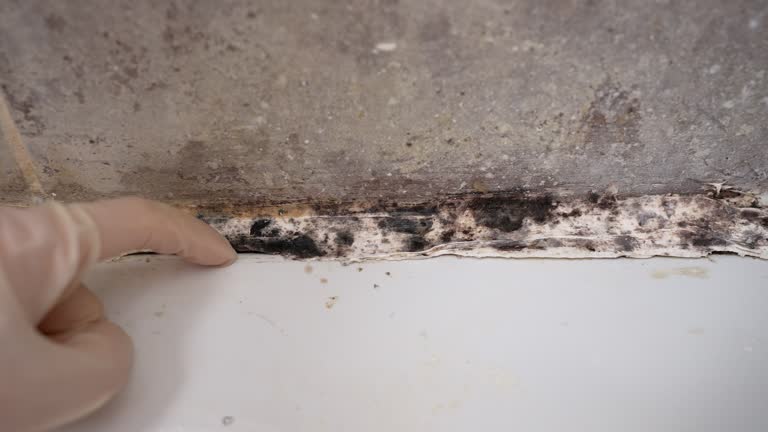 Professional Mold Removal in Glendora, CA